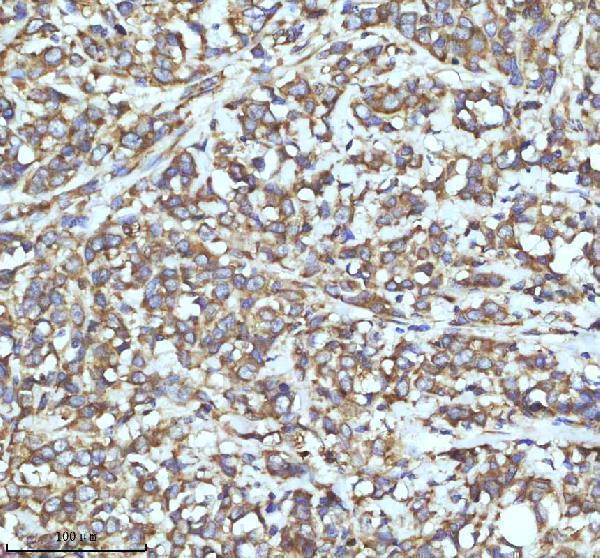 m03232 trim25 primary antibodies ihc testing 3