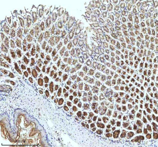 m03232 trim25 primary antibodies ihc testing 4