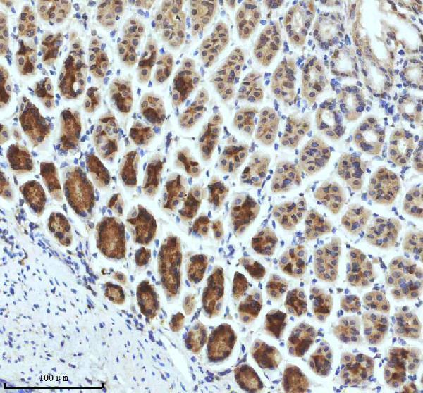 m03232 trim25 primary antibodies ihc testing 5