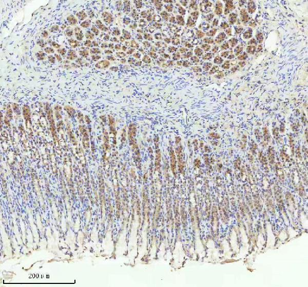 m03232 trim25 primary antibodies ihc testing 6
