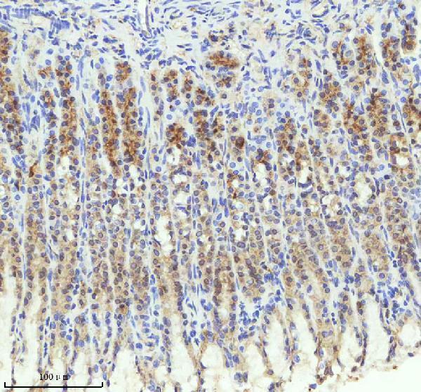 m03232 trim25 primary antibodies ihc testing 7