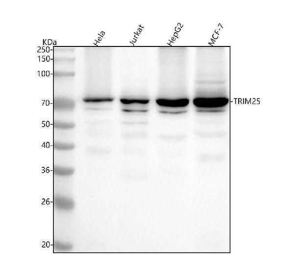 m03232 trim25 primary antibodies wb testing 1