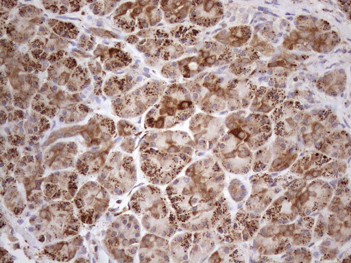 m03233 anti shmt2 mouse monoclonal antibody clone id oti3e9 ihc testing 3