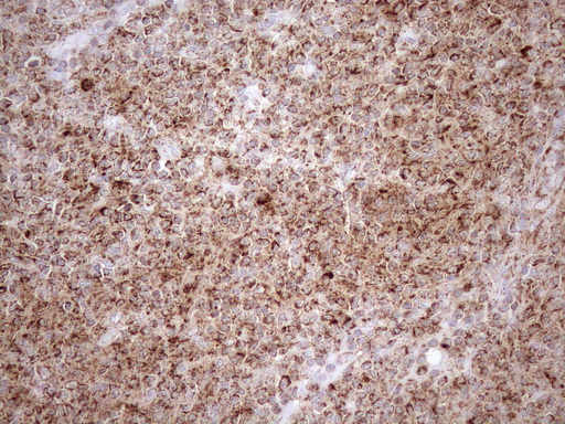 m03233 anti shmt2 mouse monoclonal antibody clone id oti3e9 ihc testing 9