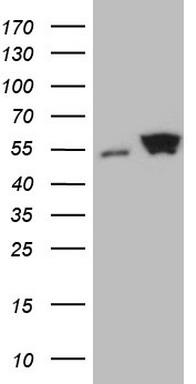 m03233 anti shmt2 mouse monoclonal antibody clone id oti3e9 wb testing 1