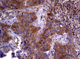 m03234 anti wnt3 mouse monoclonal antibody clone id oti1g7 ihc testing 2