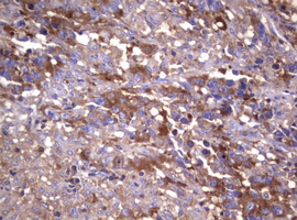 m03234 anti wnt3 mouse monoclonal antibody clone id oti1g7 ihc testing 3