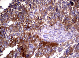 m03234 anti wnt3 mouse monoclonal antibody clone id oti1g7 ihc testing 4