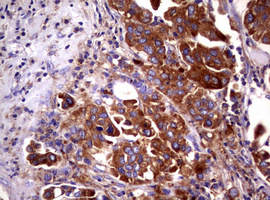 m03234 anti wnt3 mouse monoclonal antibody clone id oti1g7 ihc testing 5