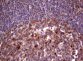 m03234 anti wnt3 mouse monoclonal antibody clone id oti1g7 ihc testing 6
