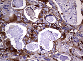 m03234 anti wnt3 mouse monoclonal antibody clone id oti1g7 ihc testing 7