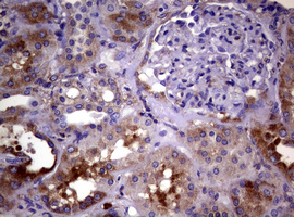 m03234 anti wnt3 mouse monoclonal antibody clone id oti1g7 ihc testing 8