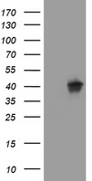 m03234 anti wnt3 mouse monoclonal antibody clone id oti1g7 wb testing 1