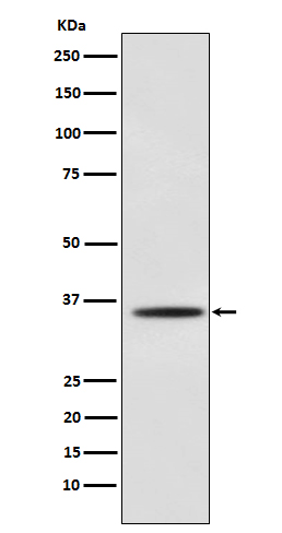 m03238 1 wb