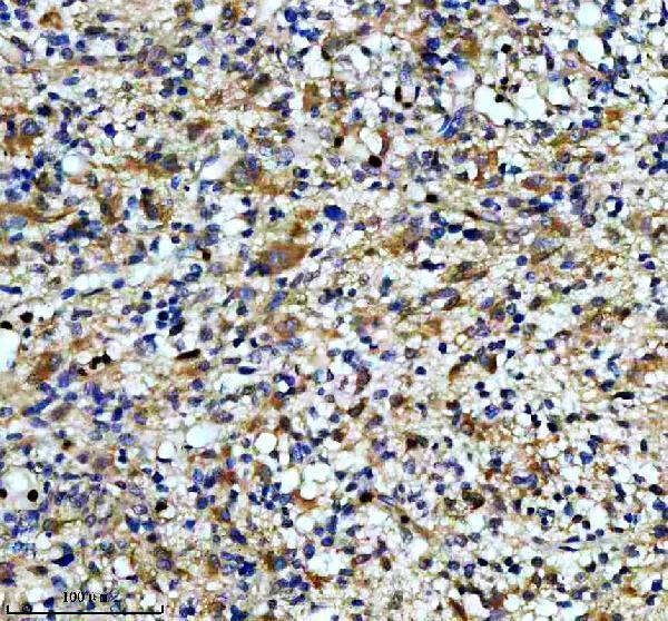 m03241 2 camk2a b d g primary antibodies ihc testing 2