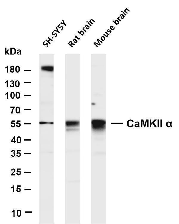 m03241 3 camk2a primary antibodies wb testing 1