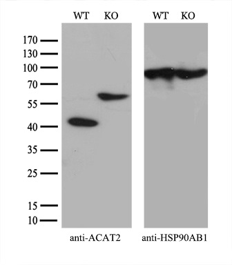 m03245 anti acat2 mouse monoclonal antibody clone id oti1b7 wb testing 3