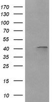 m03255 anti parvin alpha parva mouse monoclonal antibody clone id oti1c11 wb testing 1