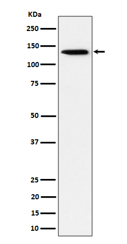 Western blot analysis of TRIM24 expression in HeLa cell lysate