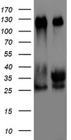 m03258 anti tif1 alpha trim24 mouse monoclonal antibody clone id oti2d9 wb testing 1