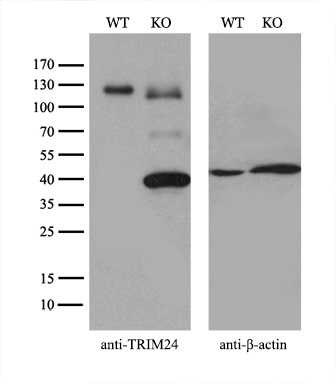 m03258 anti tif1 alpha trim24 mouse monoclonal antibody clone id oti2d9 wb testing 2