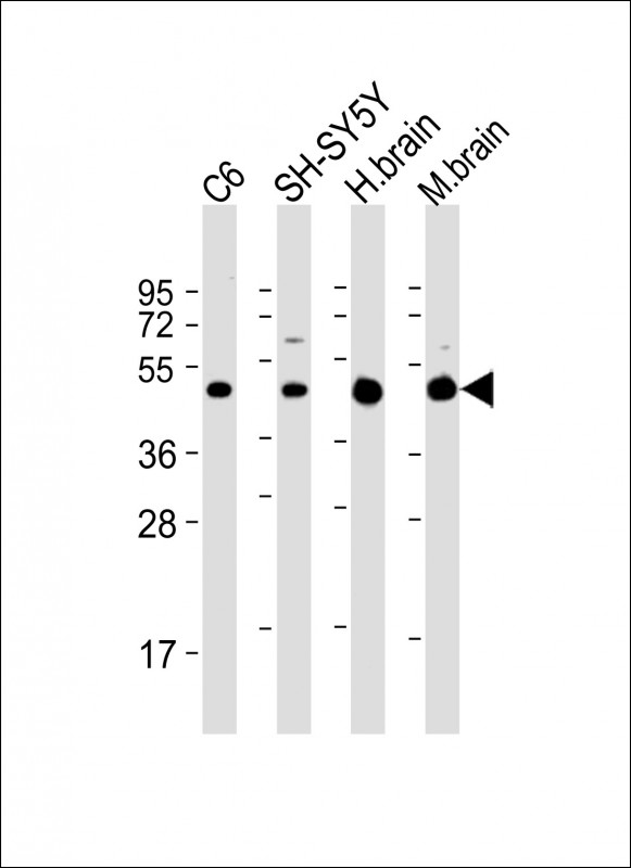 All lanes : Anti-SLC2A3 Antibody (C-Term) at 1:2000 dilutionLane 1: C6 whole cell lysateLane 2: SH-SY5Y whole cell lysateLane 3: human brain lysateLane 4: mouse brain lysateLysates/proteins at 20 µg per lane