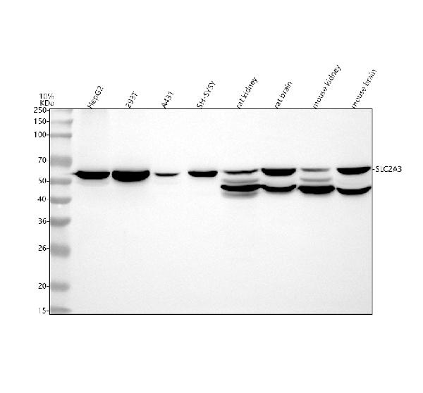 Figure 1. Western blot analysis of GLUT3 using anti-GLUT3 antibody (M03259). Electrophoresis was performed on a 5-20% SDS-PAGE gel at 70V (Stacking gel) / 90V (Resolving gel) for 2-3 hours. The sample well of each lane was loaded with 30 ug of sample under reducing conditions. Lane 1: human HepG2 whole cell lysates, Lane 2: human 293T whole cell lysates, Lane 3: human A431 whole cell lysates, Lane 4: human SH-SY5Y whole cell lysates, Lane 5: rat kidney tissue lysates, Lane 6: rat brain tissue lysates, Lane 7: mouse kidney tissue lysates, Lane 8: mouse brain tissue lysates. After electrophoresis, proteins were transferred to a nitrocellulose membrane at 150 mA for 50-90 minutes. Blocked the membrane with 5% non-fat milk/TBS for 1.5 hour at RT. The membrane was incubated with rabbit anti-GLUT3 antigen affinity purified monoclonal antibody (Catalog # M03259) at 1:500 overnight at 4°C, then washed with TBS-0.1%Tween 3 times with 5 minutes each and probed with a goat anti-rabbit IgG-HRP secondary antibody at a dilution of 1:500 for 1.5 hour at RT. The signal is developed using an Enhanced Chemiluminescent detection (ECL) kit (Catalog # EK1002) with Tanon 5200 system. A specific band was detected for GLUT3 at approximately 54 kDa. The expected band size for GLUT3 is at 54 kDa.