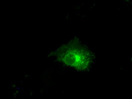 Anti-CLDN5 mouse monoclonal antibody (M03260-1) immunofluorescent staining of COS7 cells transiently transfected by pCMV6-ENTRY CLDN5