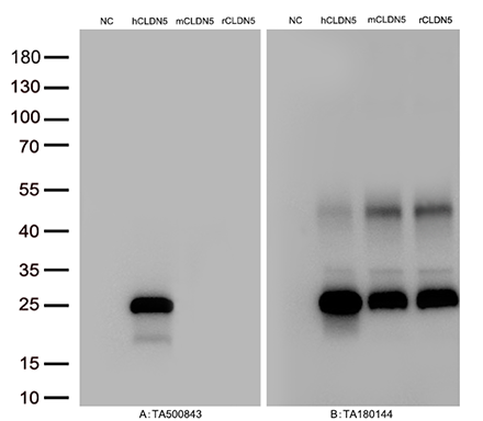 Figure A, Western blot analysis of overexpressed
lysates(15ug per lane) from HEK293T cells
transfected with empty plasmid, NC) ,
human CLDN5 plasmid, hCLDN5),
mouse CLDN5 plasmid, mCLDN5),
rat CLDN5 plasmid, rCLDN5) using
anti-CLDN5 antibody M03260-1(1:500)