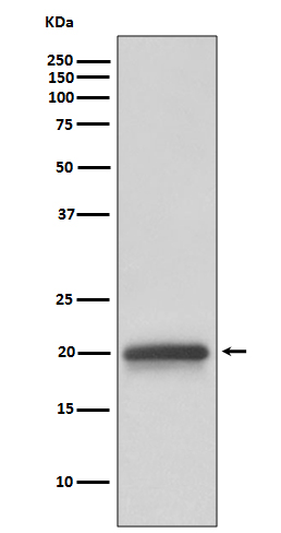 Western blot analysis of Claudin 5 expression in human fetal brain lysate