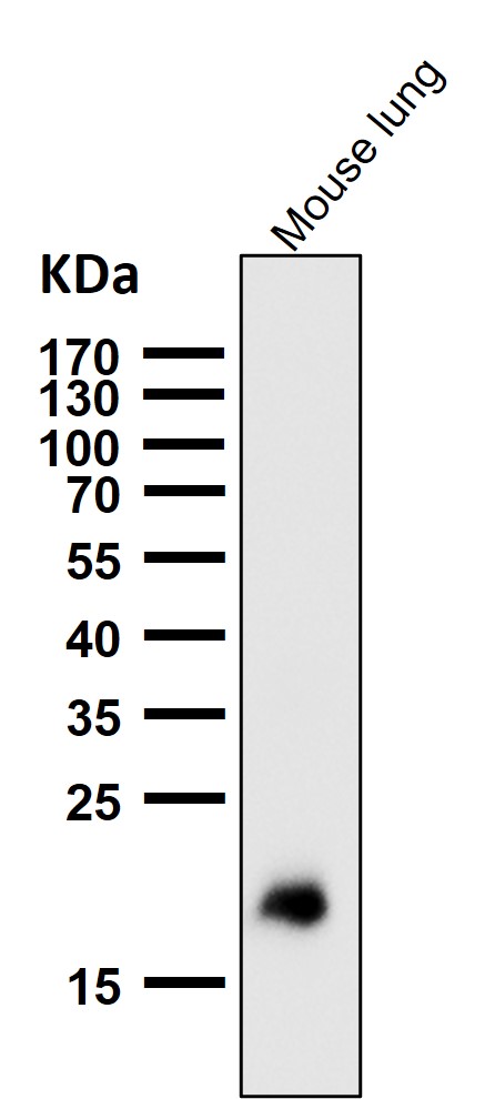 All lanes use the Antibody at 1:1K dilution for 1 hour at room temperature