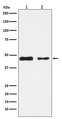 m03261 wb