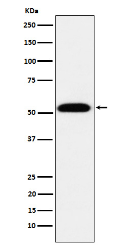 m03263 2 wb