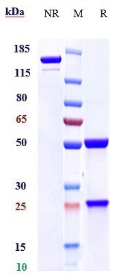 Anti-Mesothelin Reference Antibody (amatuximab) on SDS-PAGE under reducing (R) condition