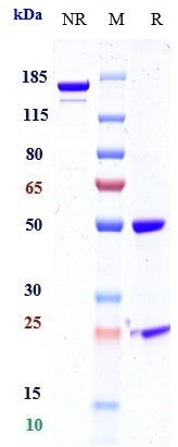 Anti-Mesothelin Reference Antibody (BMS-986148) on SDS-PAGE under reducing (R) condition