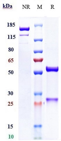 Anti-Mesothelin Reference Antibody (anetumab ravtansine) on SDS-PAGE under reducing (R) condition