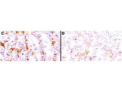 Immunohistochemistry using Boster
