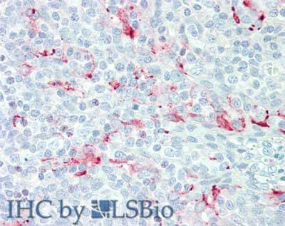 m03266 msln primary antibodies ihc testing 4
