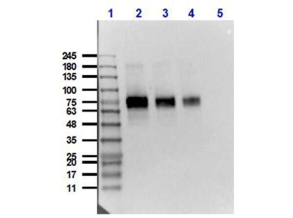 Western Blot of Mouse Anti-Mesothelin Antibody