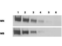 m03266 msln primary antibodies wb testing 3