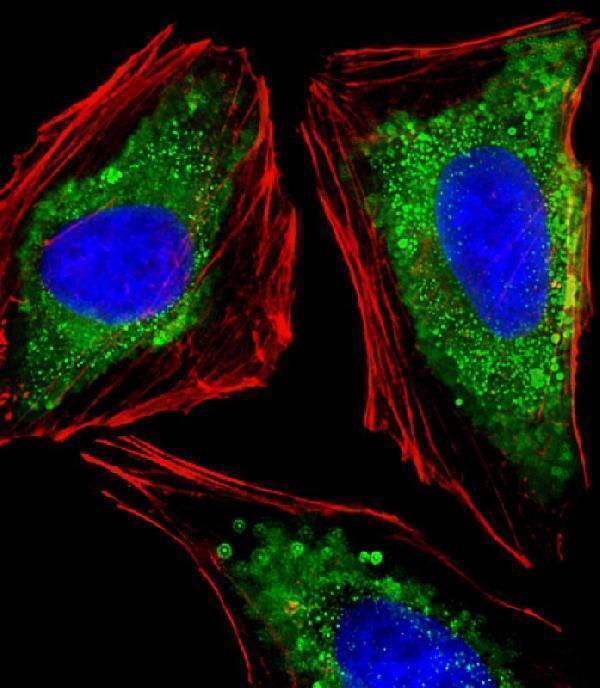 m03267 anti itga7 antibody n term if testing 1