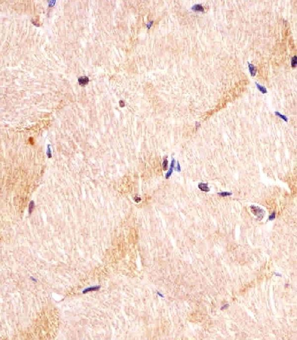 m03267 anti itga7 antibody n term ihc p testing 4