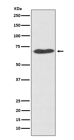 Western blot analysis of PDI expression in HeLa cell  lysate