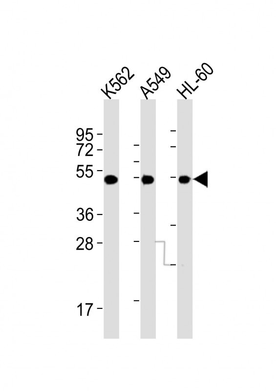 m03279 anti avpr1a antibody c term wb testing 1