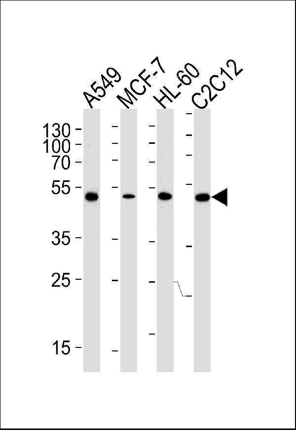 m03279 anti avpr1a antibody c term wb testing 2