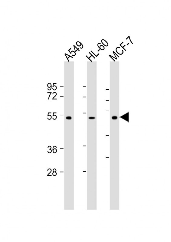m03279 anti avpr1a antibody c term wb testing 3