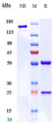 Anti-CD48 Reference Antibody (Regeneron patent anti-CD48) on SDS-PAGE under reducing (R) condition