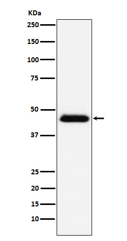 Western blot analysis of CD48 expression in Raji cell lysate