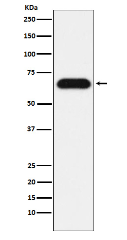 Western blot analysis of Nucleostemin expression in HeLa cell lysate