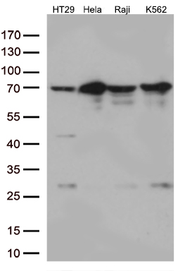 Western blot analysis of extracts (35ug) from 4 cell lines lysates by using anti-GNL3 monoclonal antibody (1:500)